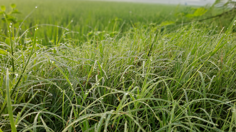 Buffalo grass growing tall in a lawn with beads of dew on the blades.
