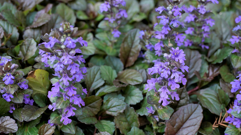 Purple-flowering bugleweed grows over the ground in a thick mat