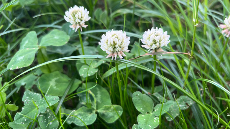 Clover with white flower clusters grows in a patch of grass in a backyard.