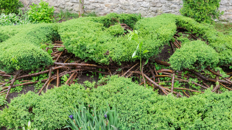 Ornately pruned creeping juniper partially blankets the ground in a garden bed.