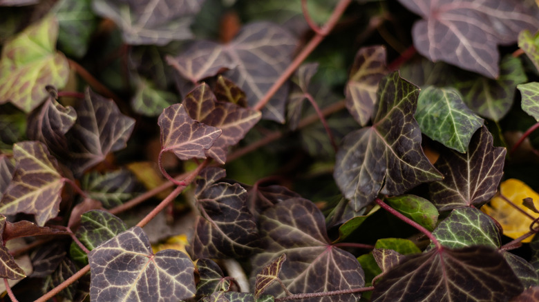 The dark green leaves and rope-like stems of English ivy.