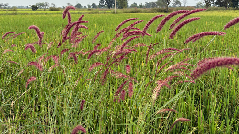 Fountain grass with red spikes grows in the garden