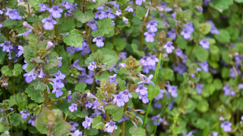 Ground ivy with small purple flowers growing in the wild.
