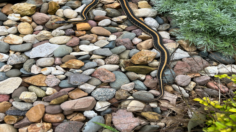 A garter snake slithers over a gravel pathway in a residential backyard.