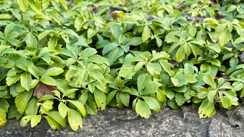 Green ground cover Japanese spurge grows densely in a garden border.