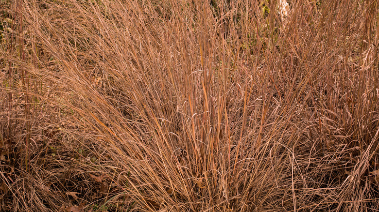 Clumps of little bluestem with their fall bronze hue.
