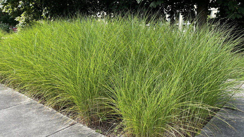 Maiden grass grown short as a tall ground cover in a garden bed surrounded by concrete paving.