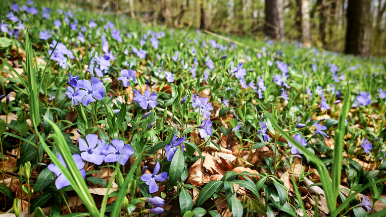 Periwinkle with purple flowers grow on a slope under trees.
