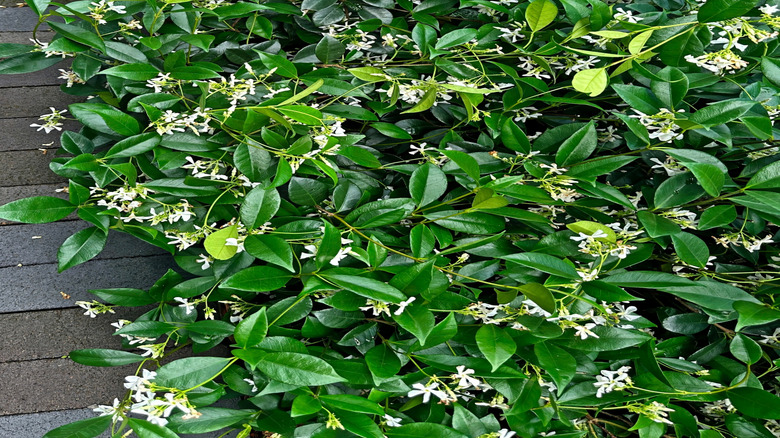 Star jasmine grows densely next to a path