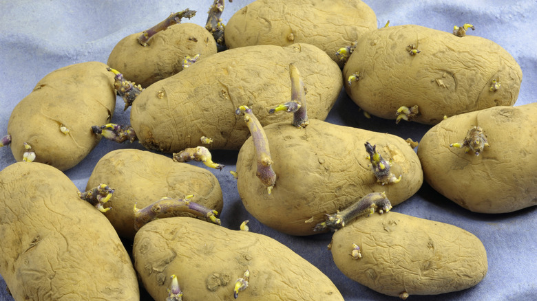 Arran pilot sprouting seed potatoes