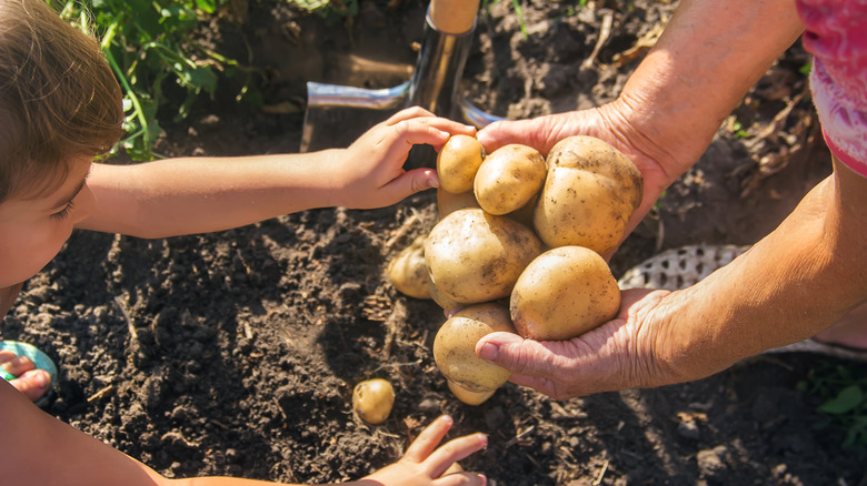 People collecting potatoes 