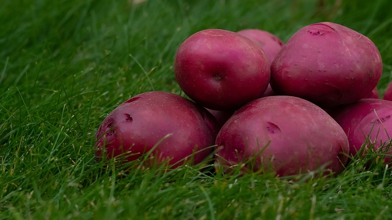 Red pontiac potatoes in grass