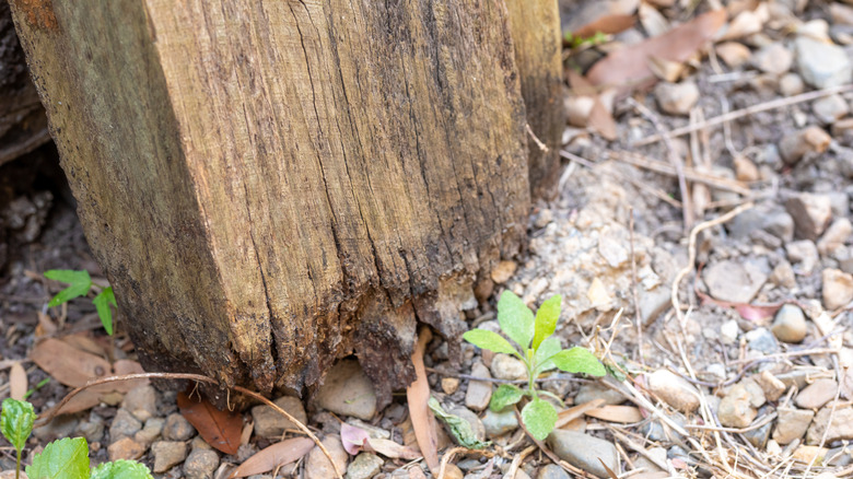 Rotting wooden post.
