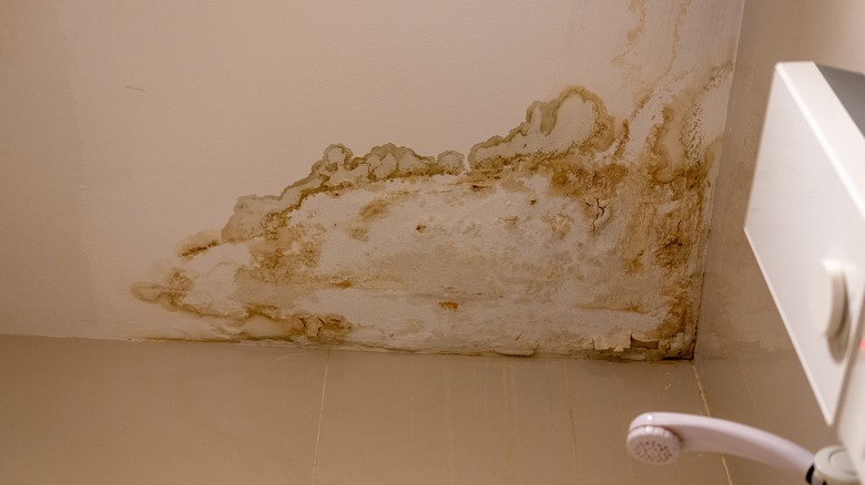 Damp patch on a ceiling.