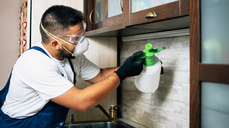Professional spraying to get rid of termites in a kitchen.