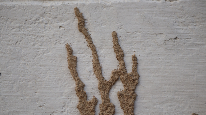 Termite mud tube on a wall.