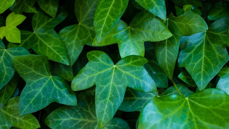Close-up of English ivy leaves.