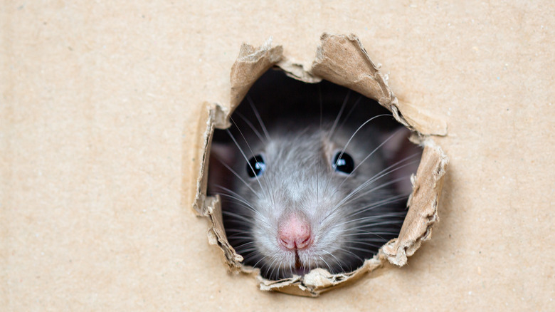 mouse peeping out of a hole