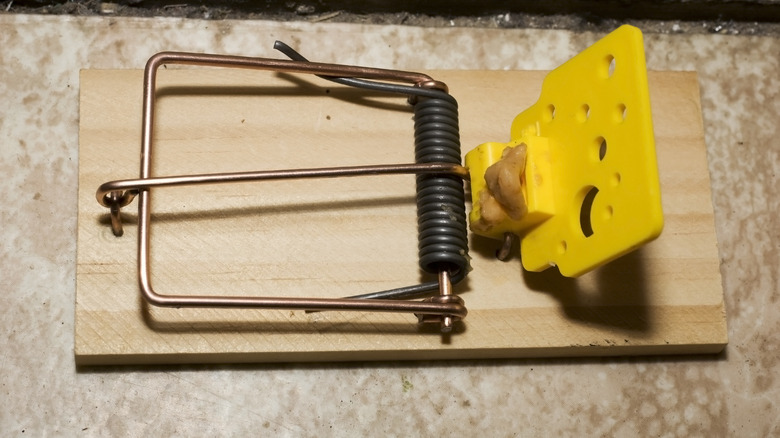 Blog - Why Mouse Traps Just Aren't Working In Your Houston Home