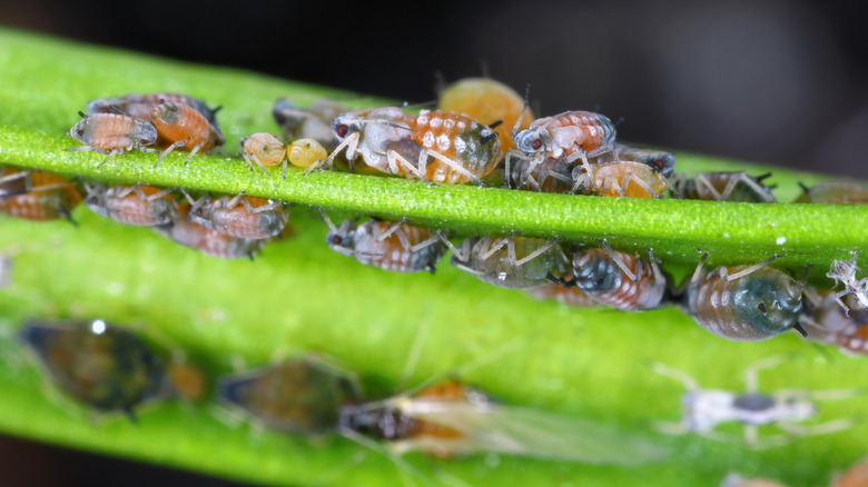 Aphids at work on a leaf in garden