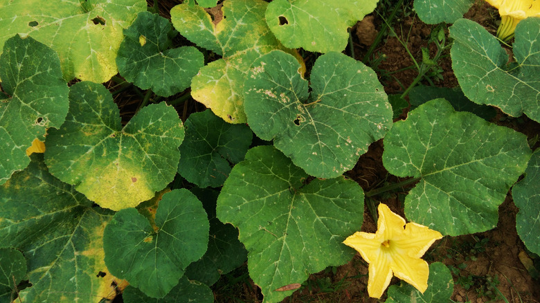 A pumpkin plant with yellowing, damaged leaves
