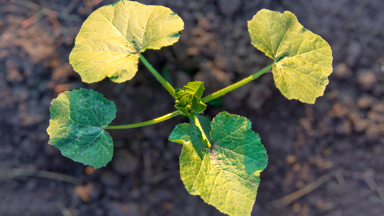 Young pumpkin plant in the sunlight
