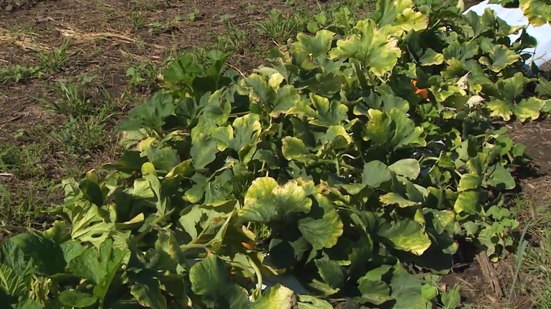 Chemical injury on pumpkin leaves