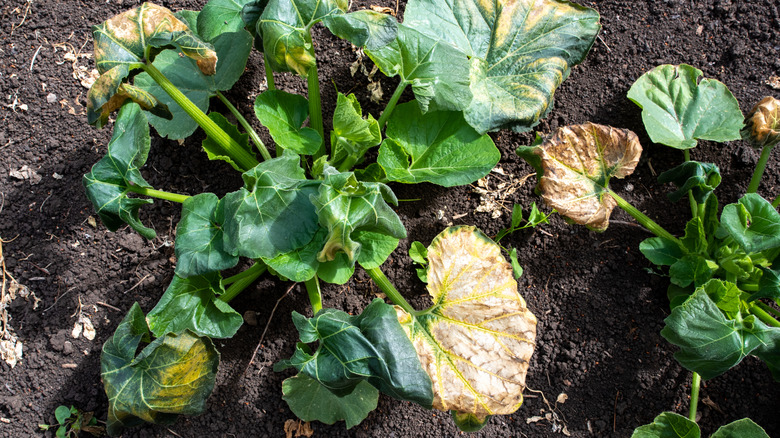 Pumpkin plants after a cold night