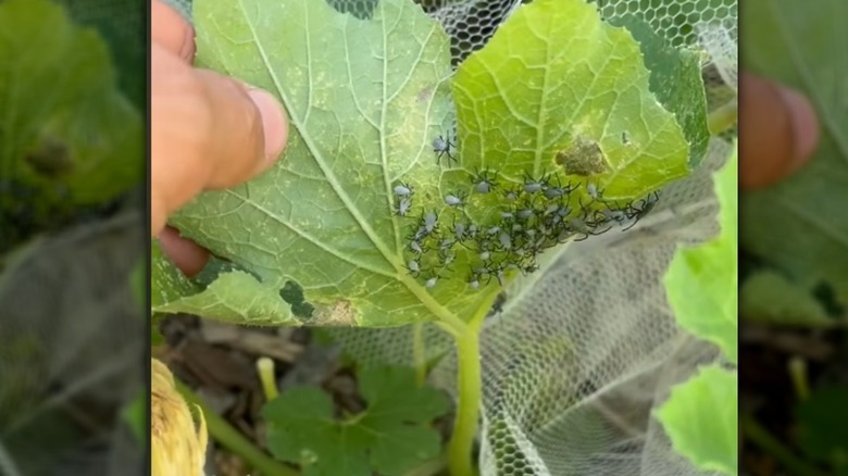 Squash bugs on the underside of a pumpkin leaf