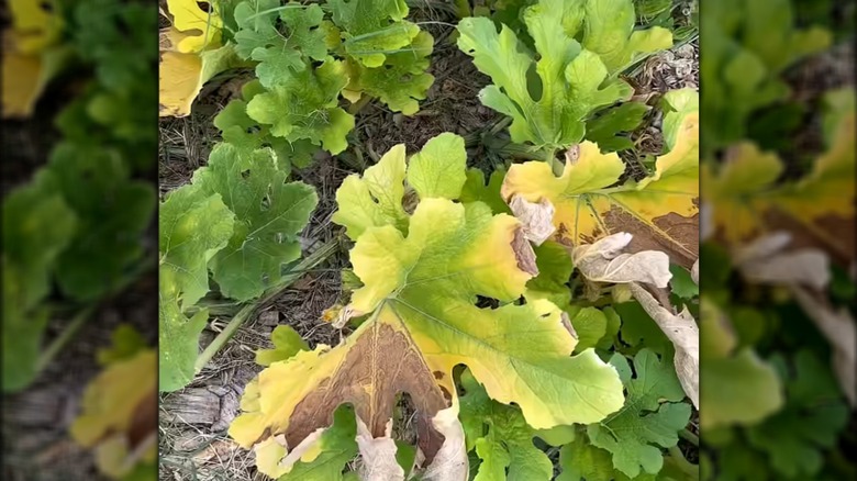Squash vine borer-causing pumpkin leaves