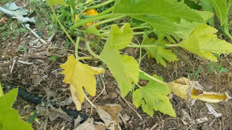 Yellow and dying leaves of a plant