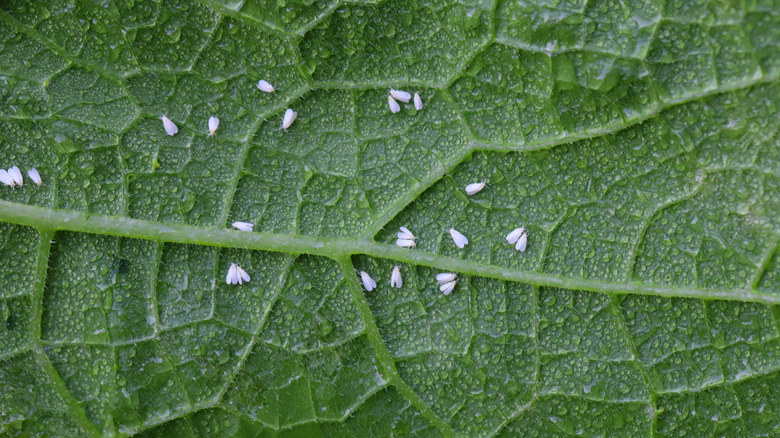 Whiteflies on the underside of pumpkin leaves
