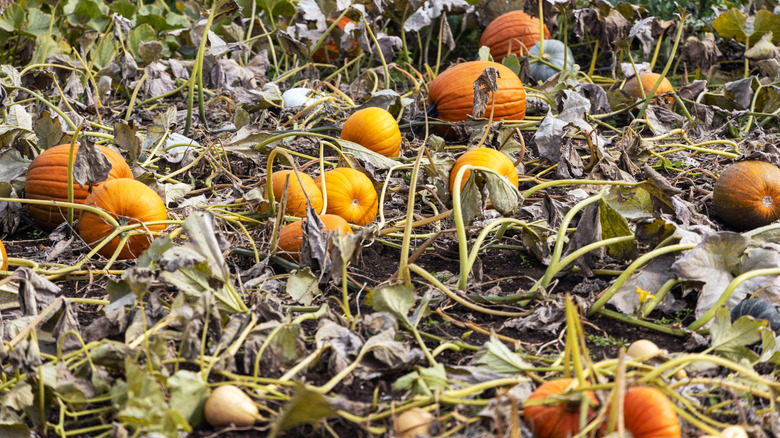Pumpkins plants with dry leaves