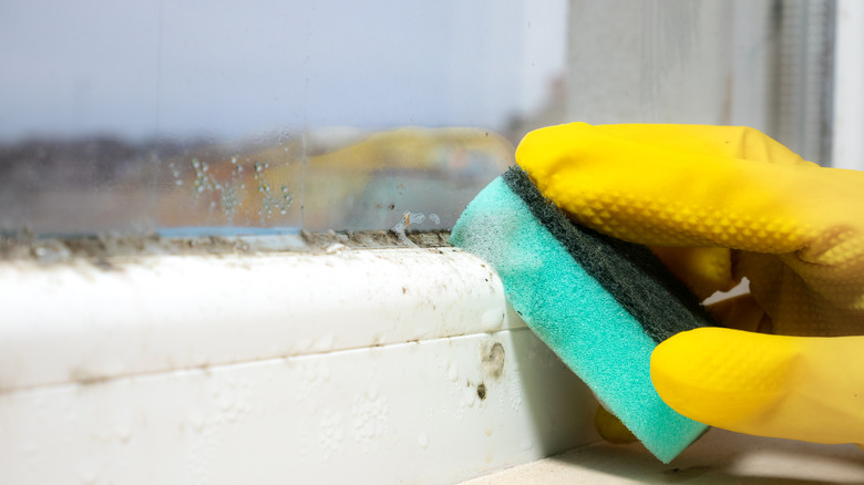 Gloved hand with a sponge cleaning mold off windowsill