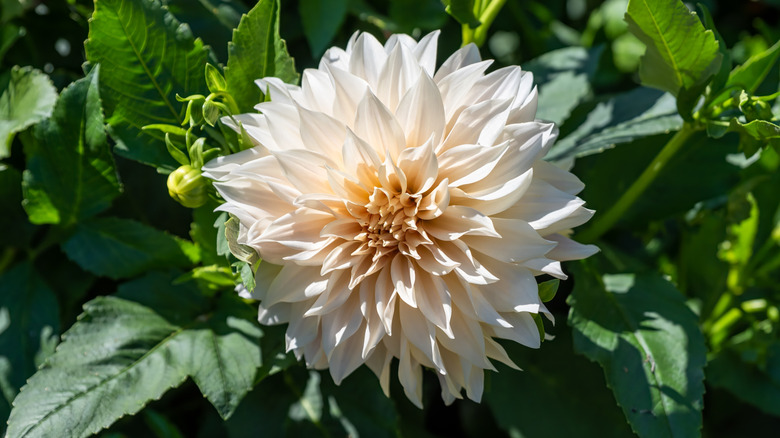 Single Cafe au Lait dahlia in bloom.
