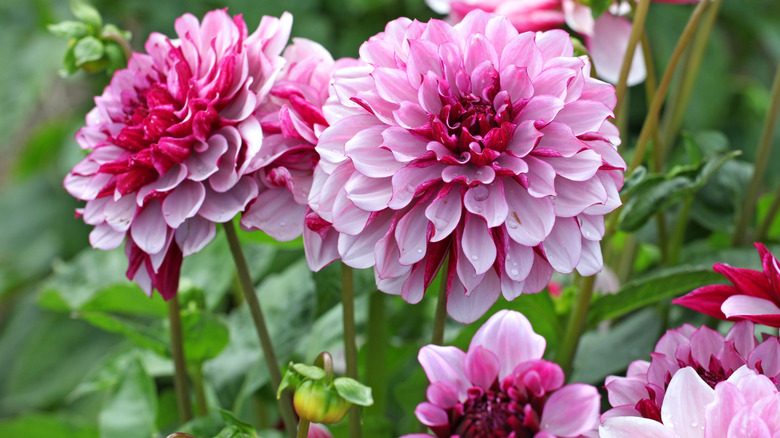 'Creme de Cassis' dahlia in bloom.