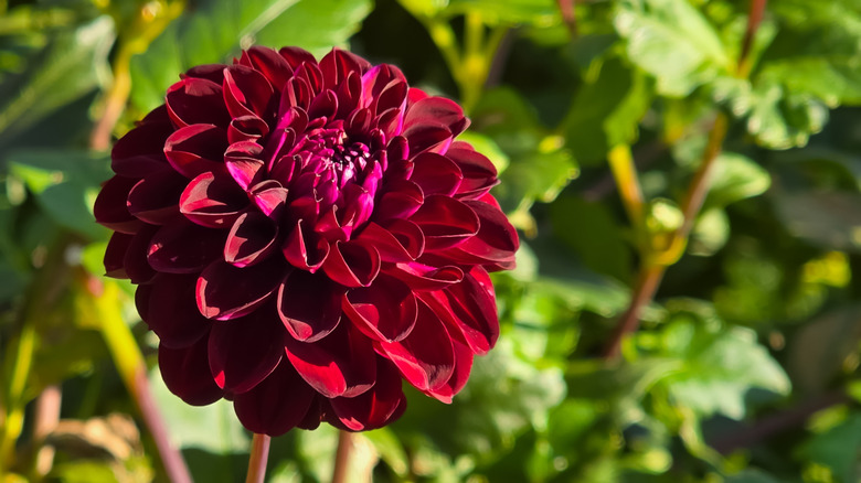 Deep red 'Dark Spirit' dahlia in garden.