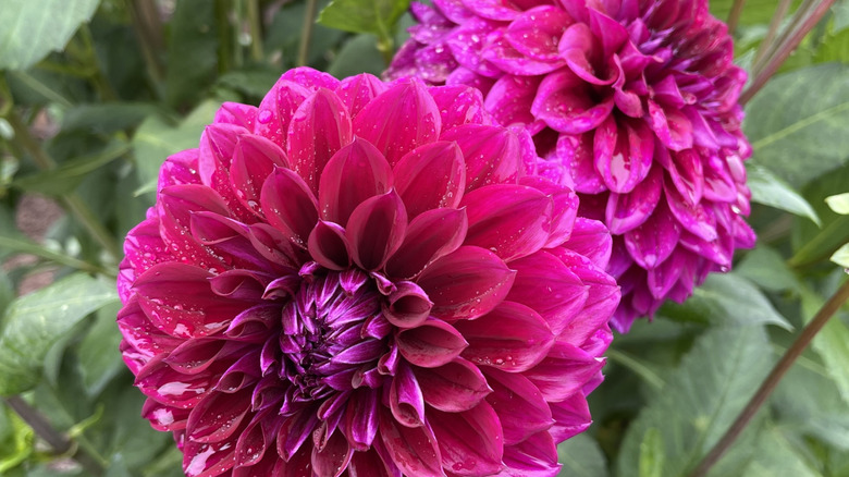 Magenta 'Diva' dahlia in garden.