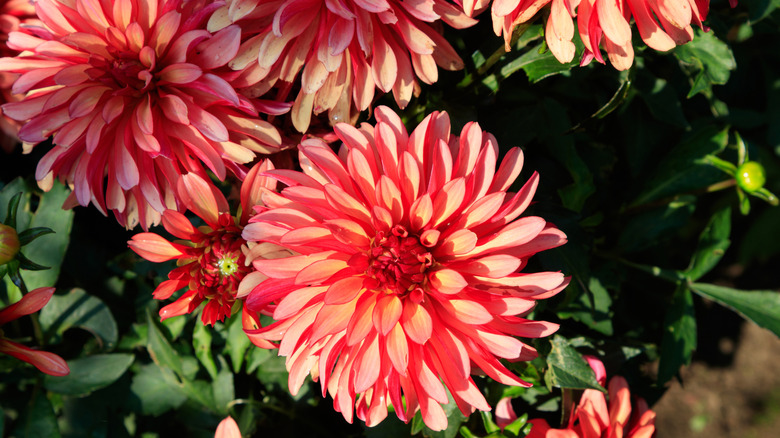 Orange 'Art Deco' dahlias in bloom.
