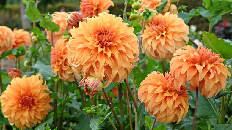 Golden-orange 'Great Hercules' dahlias in garden.
