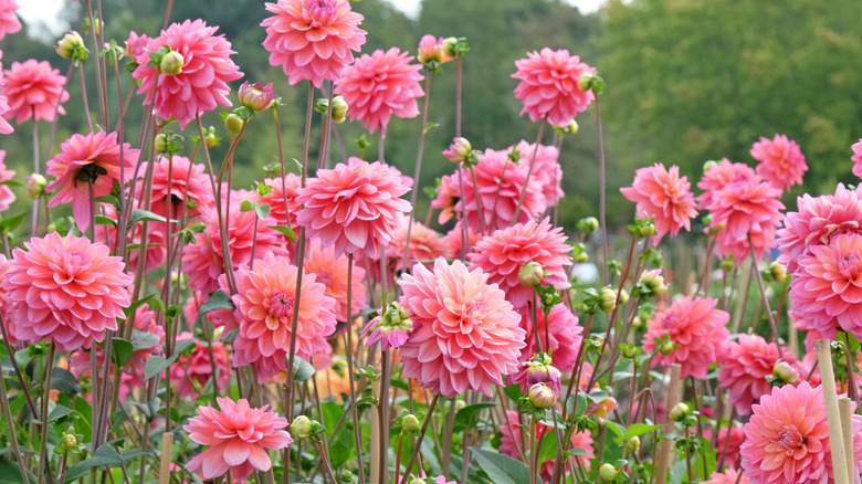 'Great Silence' dahlias in meadow.