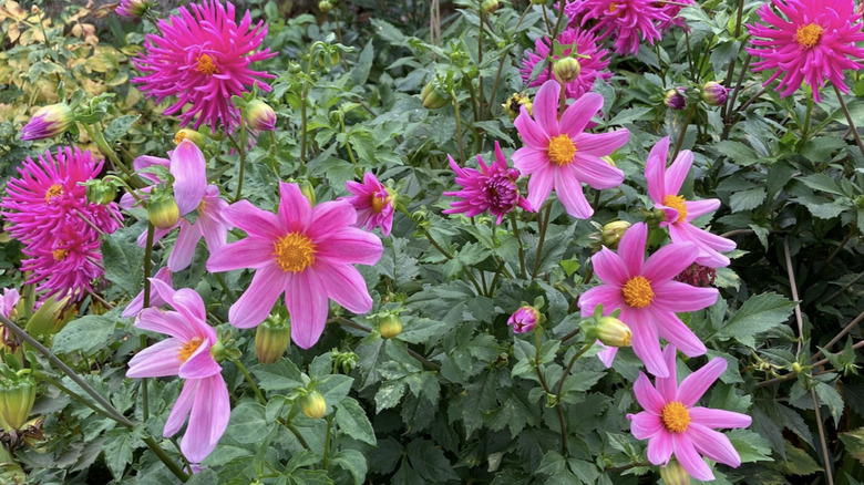Pink dahlias in garden