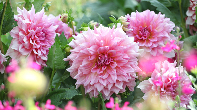Pink 'Otto's Thrill' dahlias in garden.