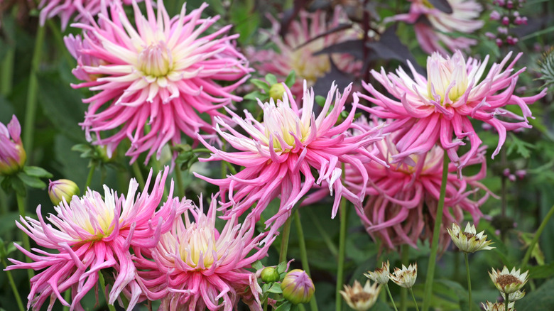 Pink and white 'Star's Favourite' dahlia.