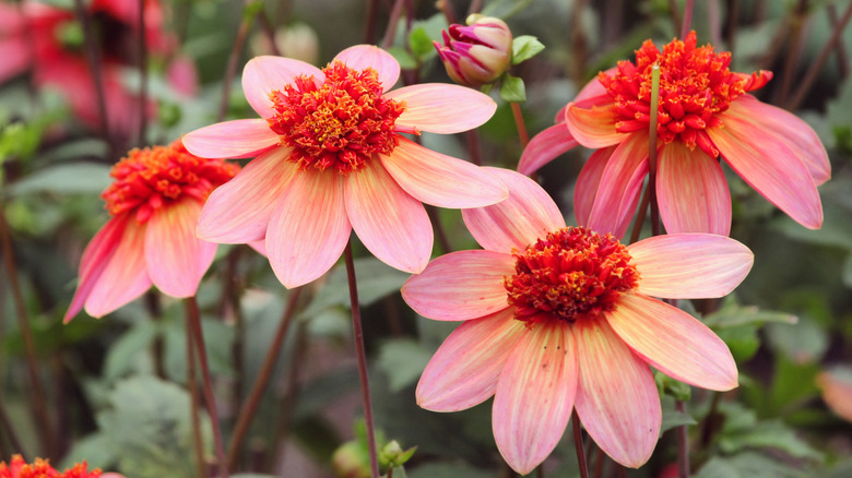 Orange 'Totally Tangerine' anemone dahlias in garden.