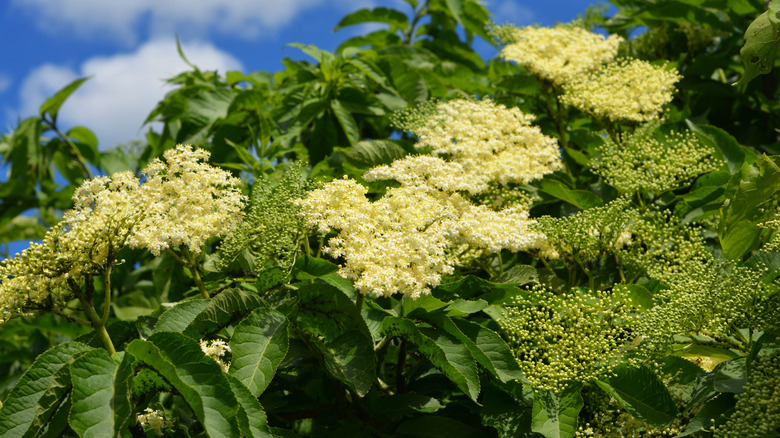 Flowers on an elderberry bush facing up towards a blue sky with some clouds