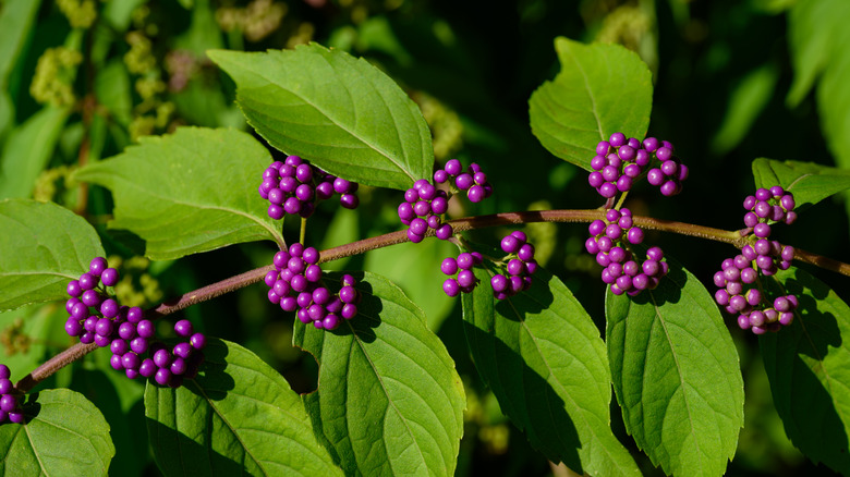 A stem of the beautyberry bush with several clusters of purple berries