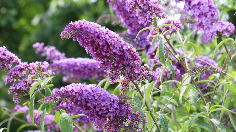 Several flower stalks of the butterfly bush leaning over from the weight up close