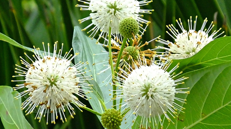 A close-up look of four bloomed buttonbush flowers along with several green unbloomed heads
