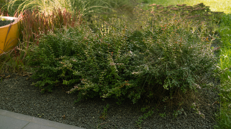 A small cherry laurel shrub in an empty spot surrounded by other plants and pots